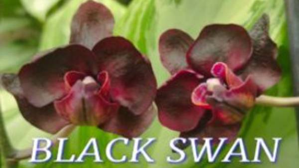 №990/ ПОДРОБНАЯ пересадка ДВУХ орхидей BLASK SWAN в СТЕКЛЯННУЮ ВАЗУ