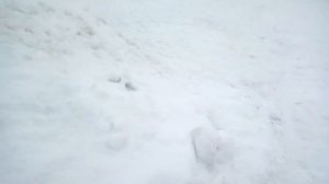 Щенки ЗСЛ, 1 месяц!