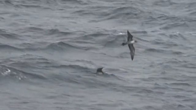 Длиннохвостый поморник  Stercorarius Longicaudus Long Tailed Jaeger Kleinste Jager Papamerda Rabudo