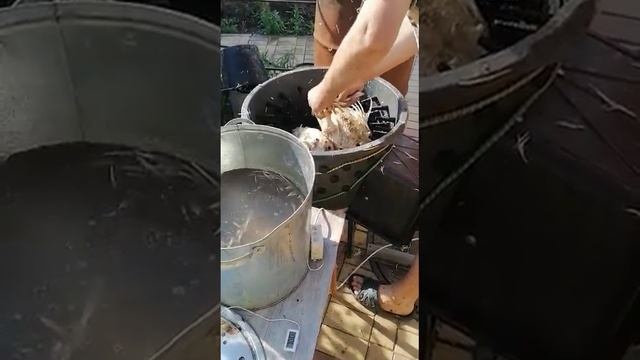 работа перосъемной машины со шпарчаном.89600318746 смотреть онлайн