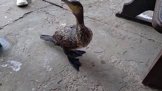 Баклан Василий . смотреть онлайн