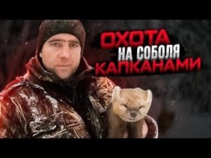 Охота на соболя капканами! Добыча соболя! #охотанасоболя
