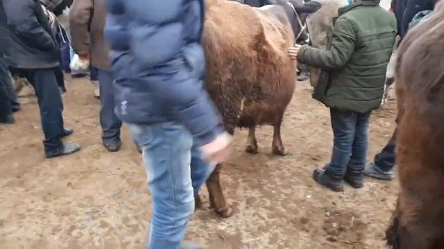 2-КИМС ЁРКУ'РГОН СИГИР ВА ХУНОЖУНЛАРИГА БИР БОХО БЕРИНГЛАР. смотреть онлайн