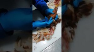 Обучение студентов Ветеринаров. Патологоанатомическое вскрытие птицы.