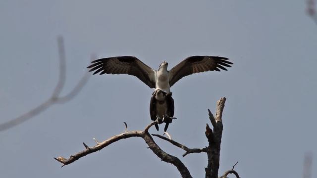 Canon 7D Video - Ospreys & the new Sigma 50-500mm f/4.5-6.3 APO DG OS Lens смотреть онлайн