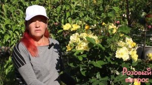 Роза Али Дорате  Первое цветение