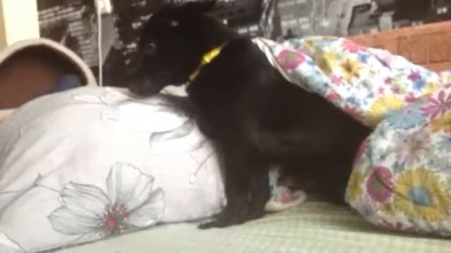 Очень плохая собака смотреть онлайн