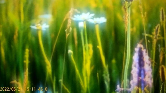 Ольга Уралочка и Сафар -достойны друг друга . смотреть онлайн