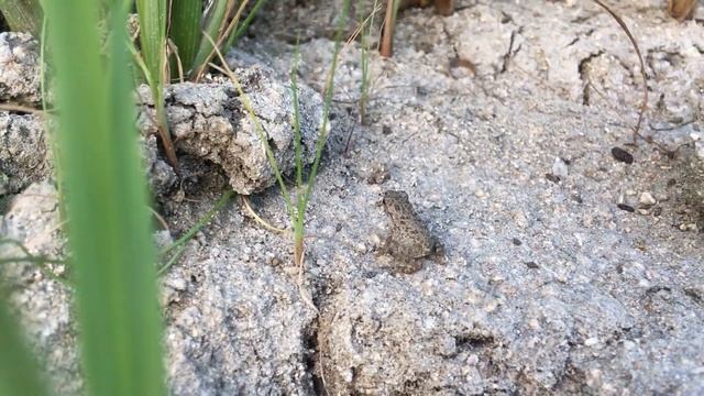 Reuzenpad - Cane toad Rhinella marina Juveniel смотреть онлайн