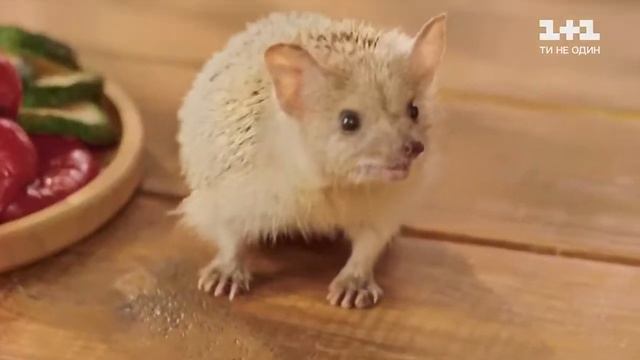 Реклама Садочок Разом смакує разом щастить! смотреть онлайн