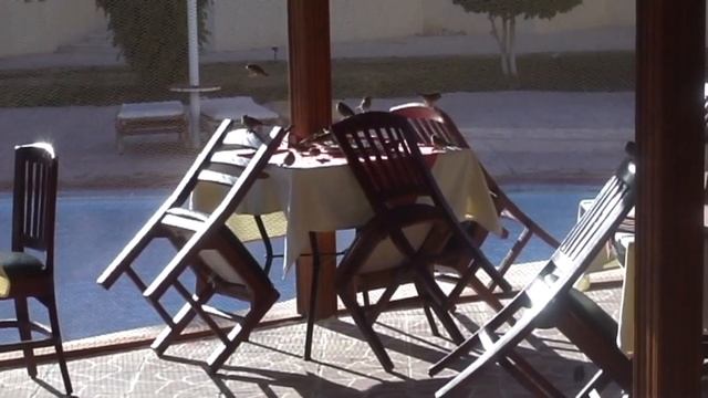 TIA Heights Makadi Bay 5* Food in Egypt is for the birds Еда в Египте для птиц Тиа Хайтс ziminvideo смотреть онлайн