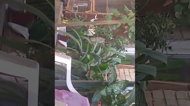 Амадины,чиж и щегол препеваются, попки-дурачки по смотреть онлайн