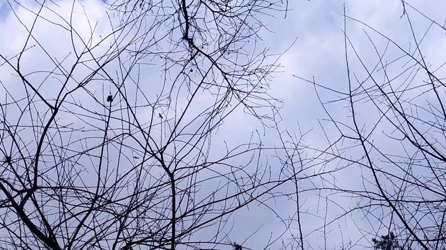 Хищные 🦅 #пернатые обитатели 🌲 леса охотятся - #птицы 🐦 #хищники соколиные predatory birds hunting смотреть онлайн