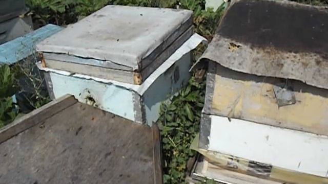 отводок пчел в августе ( часть 1 ) смотреть онлайн