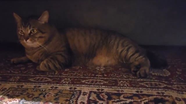 Кот Тимофей резвится поздно вечером. смотреть онлайн