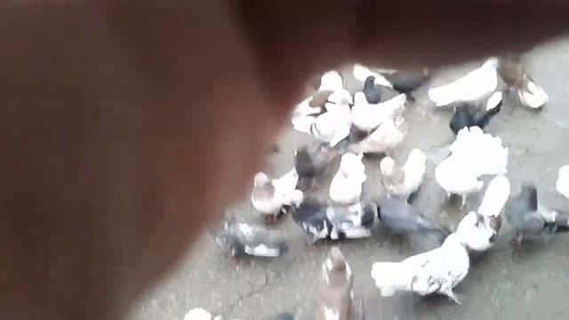 Короткая прощальная съёмка перед расставанием с моими ,, детками,, 😔😭 Это очень больно смотреть онлайн