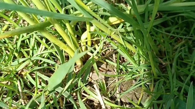 Веселье и Наука