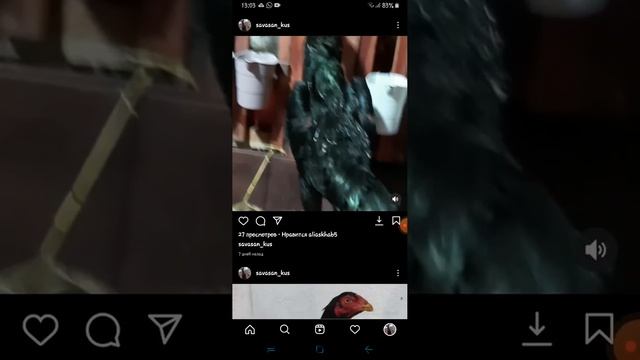 бойцовская птица на моей странице в инстаграмм смотреть онлайн