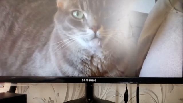 Кошки поют деспасито!!!!!!!!!!!!!!!!!!!!! смотреть онлайн