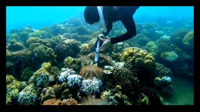 Crown of Thorns Starfish (COTS) Outbreak-Cleanup (Bato, Toledo City) смотреть онлайн