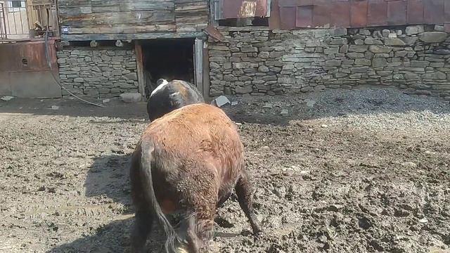 бежта бои быков, бежта Дагестан. смотреть онлайн