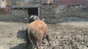 бежта бои быков, бежта Дагестан.