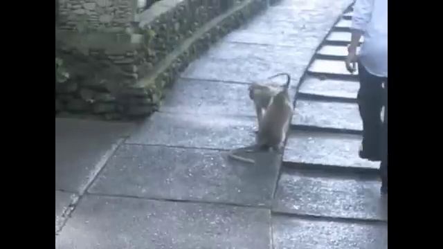 MONKEY LOVE