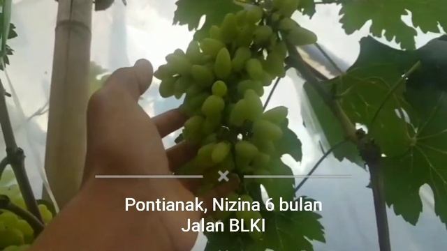 Nizina 3 bulan berbuah di Pontianak смотреть онлайн