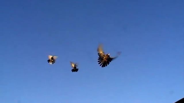 Голуби Приазовья с. Безыменное смотреть онлайн
