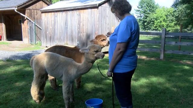Welcome to Harvard Alpaca Ranch смотреть онлайн