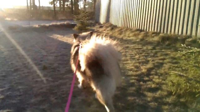 Маламут на прогулке | Malamute For A Walk