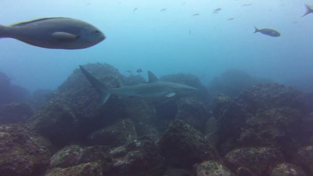 Galapagos Islands смотреть онлайн