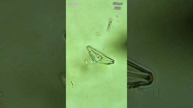 Frozen Creek Water Under Microscope (Are There Microbes Under The Ice?)