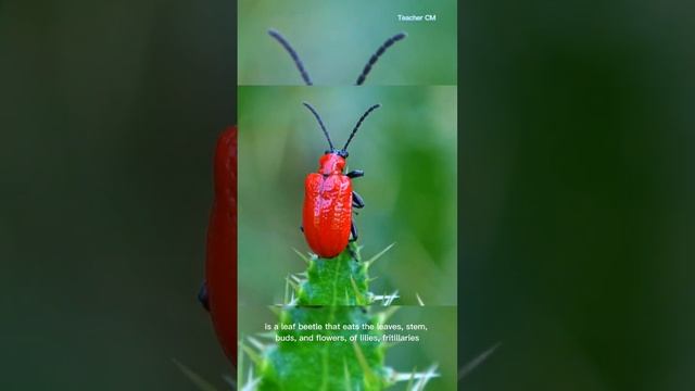 Short Beetle Trivia #FunFacts #Trivia смотреть онлайн