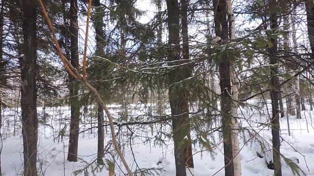 "Не смелый поползень." смотреть онлайн