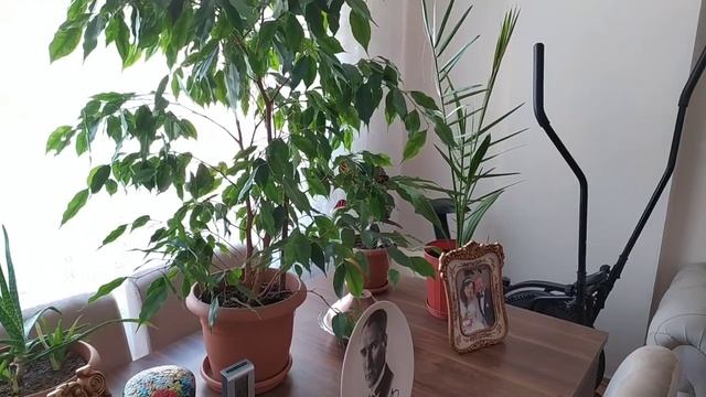 Влог_ Всем Доброе утро 🌞✔️ Мои Цветы🌱🌿🌴 ✔️ Моё Новое Преображение 👩🤗✔️ Сюрприз🤗✔️Турция смотреть онлайн