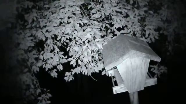 Жела Live Stream смотреть онлайн