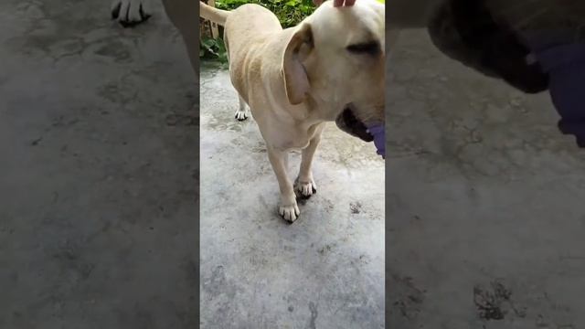 Bite resistant leak eater dog toy training chew toys смотреть онлайн