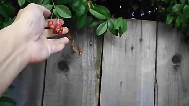 Brush Cherry Picking Technique смотреть онлайн
