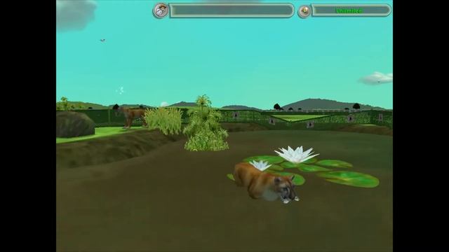 Zoo Tycoon 2 Endangered Species Florida Panther Gameplay смотреть онлайн