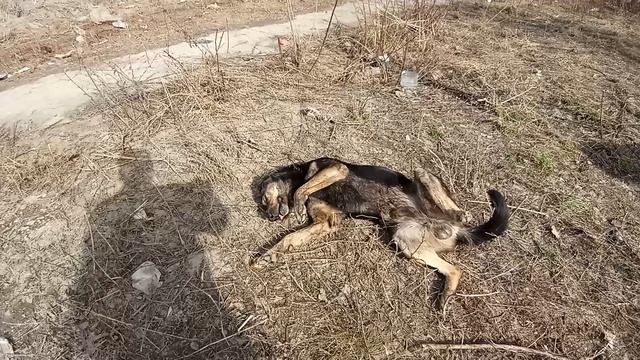 Собака друг человека смотреть онлайн