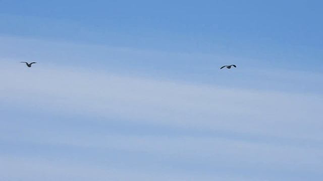 №3346  18 04 2023  Полет уток и чибисов