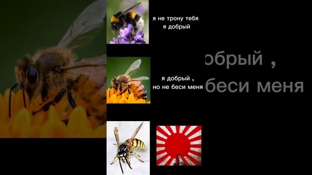 идея не моя #прикол #шмель#пчела#оса#японскийимператор#рекомендации смотреть онлайн