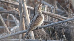 вертишейка голос весна