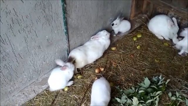 Один день, из жизни наших питомцев ! смотреть онлайн