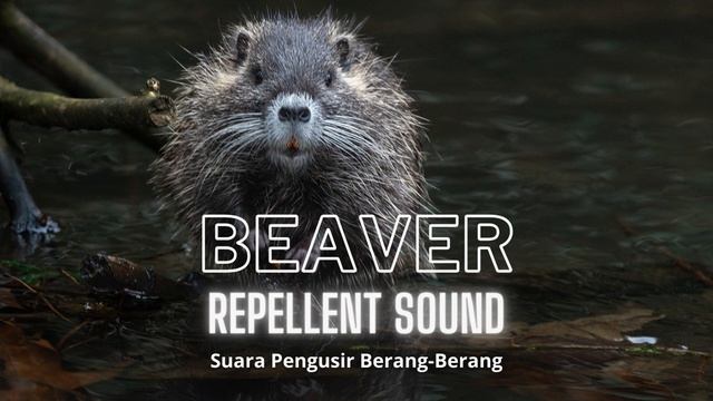 Beaver Repellent Sound смотреть онлайн