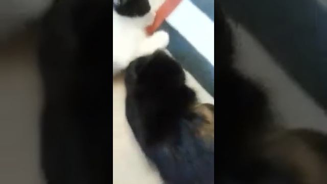 С такой морской свинкой и мама-кошка не нужна смотреть онлайн