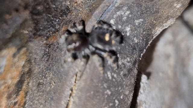 This Spider in My Way to My Garage is the Funniest Thing I've Ever Seen смотреть онлайн