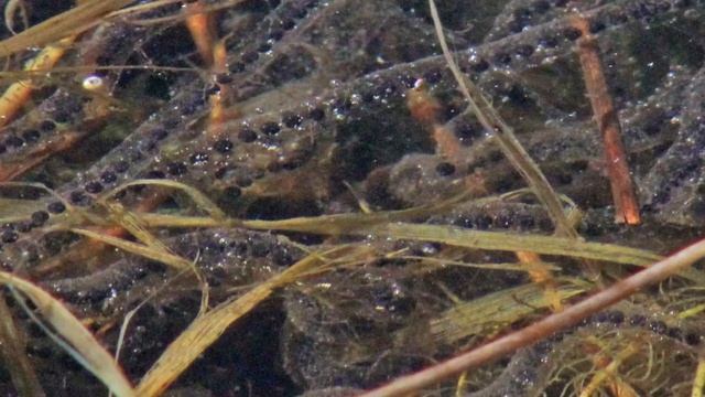 Life Cycles of Reptiles and Amphibians смотреть онлайн