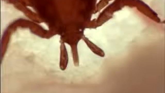 Зоо-программы